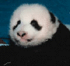 pandas29.gif (8090 bytes)