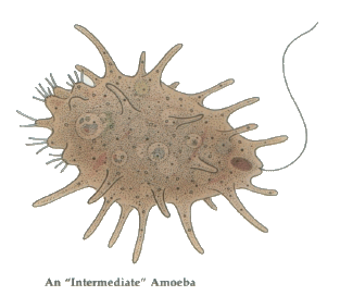 amoeba.gif