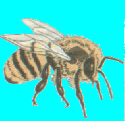 beec.gif