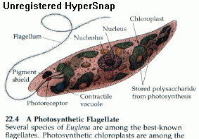 chloroplast.gif