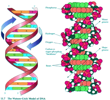 dna.gif