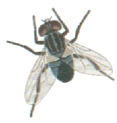 fly.gif
