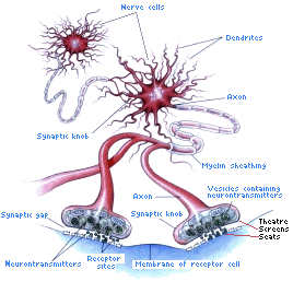 gif/axons.gif