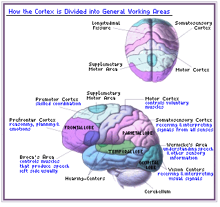 gif/brain01.gif