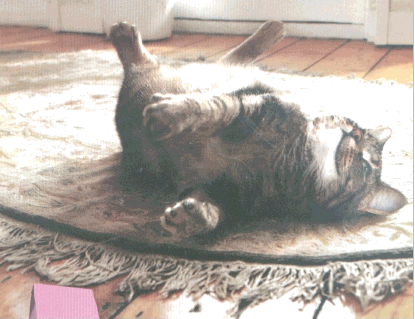 gif/cat.gif