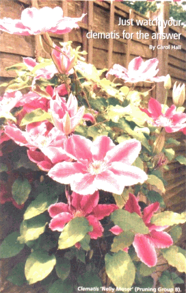gif/clematis.gif