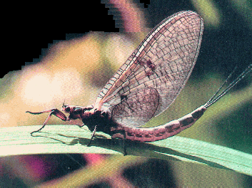 gif/mayfly.gif