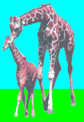 girraffe.gif