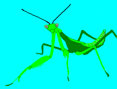 mantis.gif