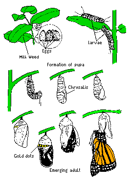 monarch.gif