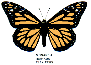 monarch2.gif