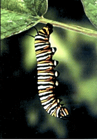 monarch4.gif