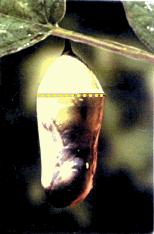 monarch5.gif