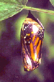 monarch6.gif
