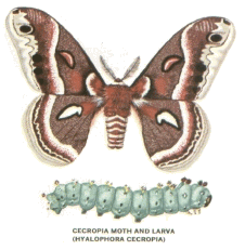 moth.gif