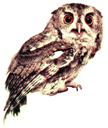 owl.gif
