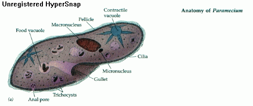 paramecium.gif