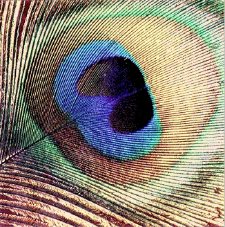 peacock.gif