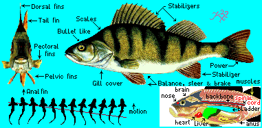 perch2.gif