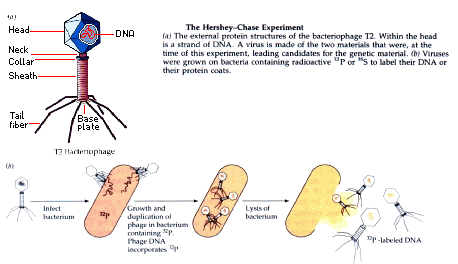phage.gif