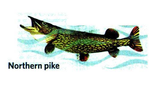 pike.gif