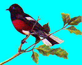 redwing.gif