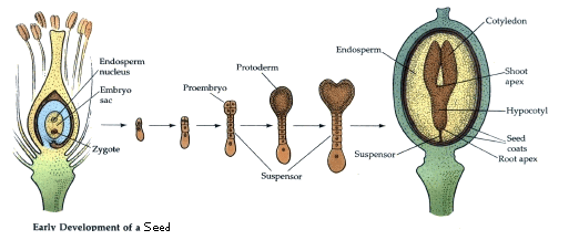 seedfl.gif