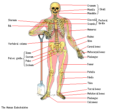 skeletnc.gif