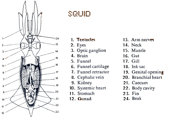 squid.gif