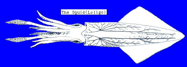 squid1.gif