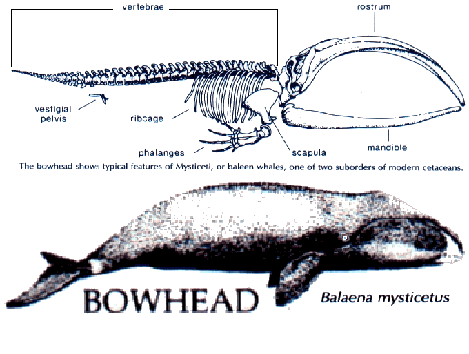 whale001.gif