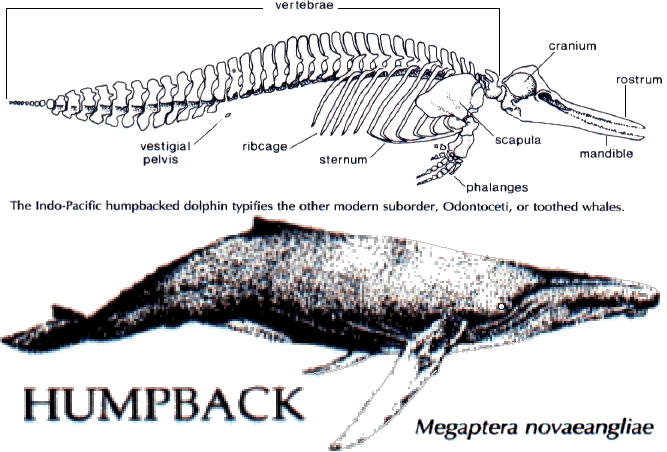 whale002.gif
