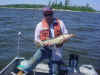 Walleye (147116 bytes)