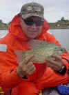  Black Crappie (28577 bytes)