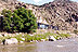 Rio Grande goeth