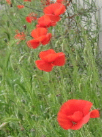 Poppies in Huntley