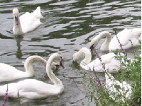Swans