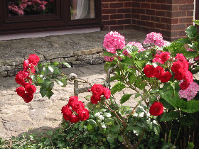 Rose and hydrangea