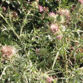 Scotch thistle