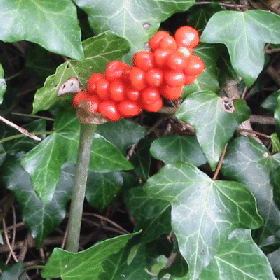 Lords and Ladies - a local weed