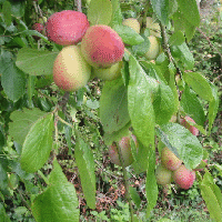 Martin's plums