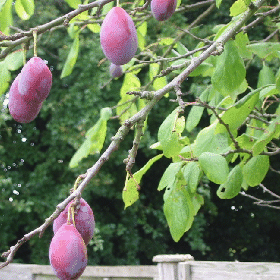 Roger's plums