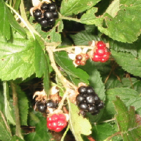 Blackberries