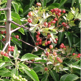 Tree with red berries