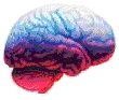 Brain