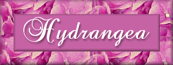 Hydrangea