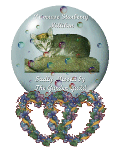 Primrose Starberry Milliken