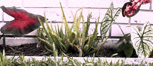 Caladium