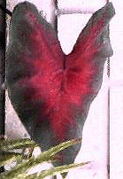 Caladium
