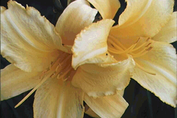 Lily